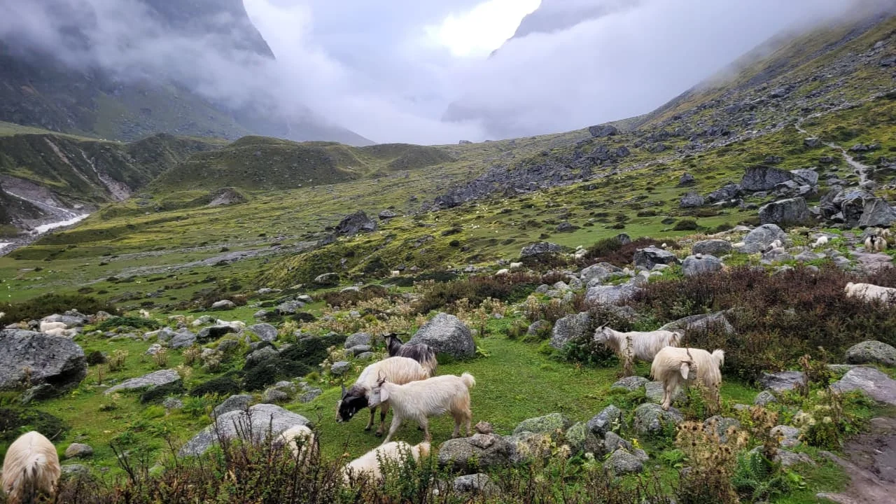 sheeps-on-the-way-to-vasudhara-falls
