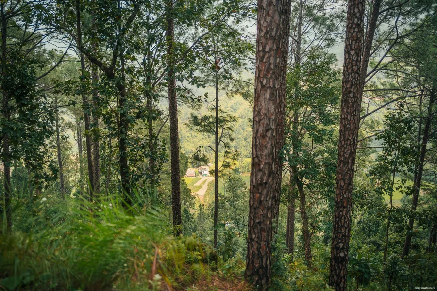 Binsar (4)