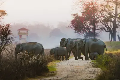 Corbett-elephants