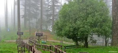 Dhanaulti Travel Guide