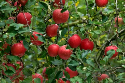 Harsil Apple Season: Blossom, Harvest and the Orchards of the Bhagirathi Valley