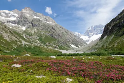 Valley of Flowers Travel Guide: Best Time, Trek Route, Fees and Permits