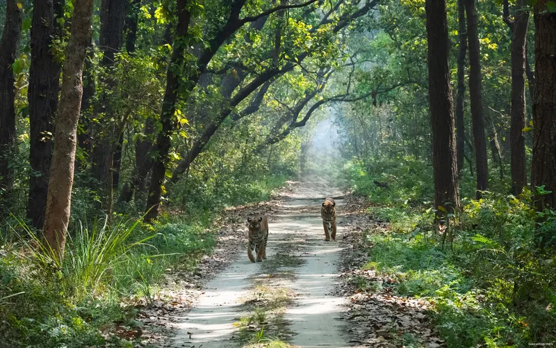 Corbett-park-tiger-safari