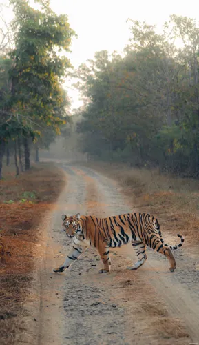 Corbett park-tiger