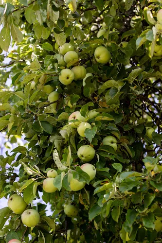 Harsil Apple Gardens