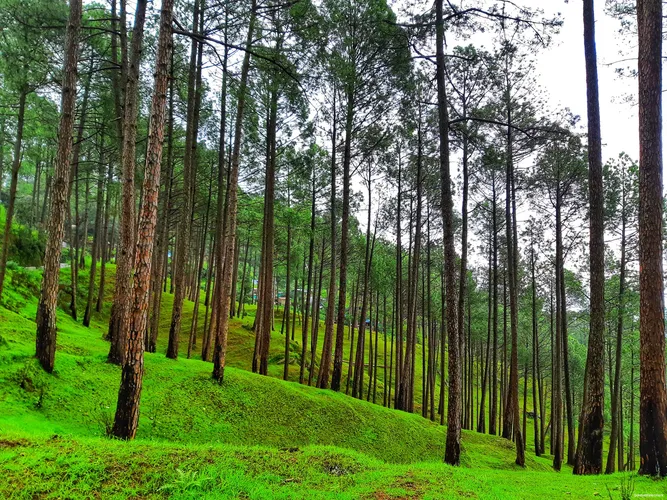 Ranikhet-forests