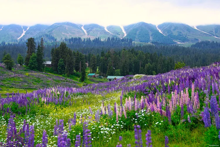 Valley Of Flowers (1)