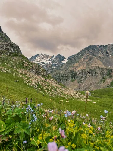 Valley Of Flowers (2)